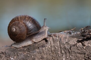 snail 