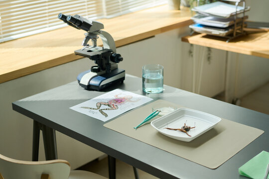 Group of supplies and equipment on grey desk for making dissection of frog and studying its parts in microscope in classroom