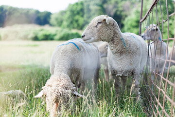 Obraz premium Sheep looking at camera