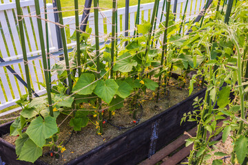 Beautiful view of cucumber bushes planted in ground in greenhouse with an automatic watering system. Sweden.