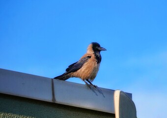 bird on a fence