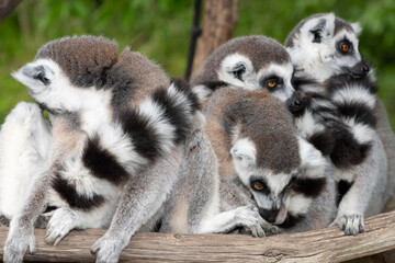 Fototapeta premium Ring tailed lemurs (lemur catta) huddling together