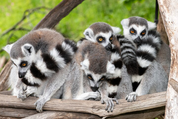 Ring tailed lemurs (lemur catta) huddling together