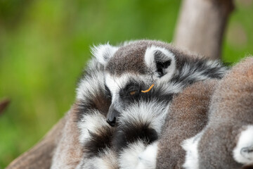 Close up of a ring tailed lemurs (lemur catta)