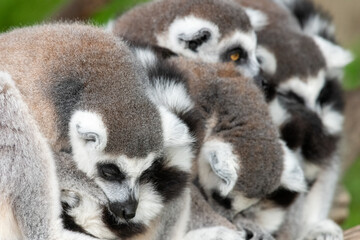 Ring tailed lemurs (lemur catta) huddling together