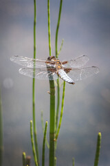 Dragon fly