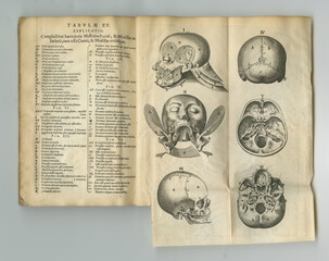 Fototapeta na wymiar Weathered medical literature. An old anatomy book with its pages on display.