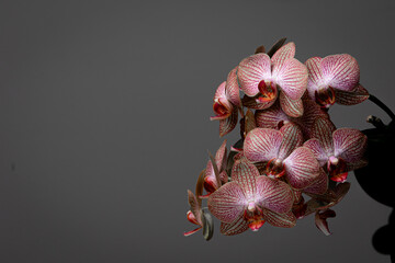 Cluster of Pink Orchids Against Dark Background With Dramatic Lighting