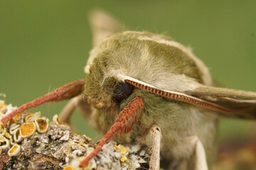 Detailed facial closeup on the Lime Hawk-moth, Mimas tiliae