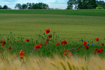 Beautiful red common poppy flowers (Papaver rhoeas) among the grain in the Polish valley. Selective focus on rural landscape.