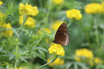 nature picture, butterfly, black color, yellow flower, beautiful pictures, garden, nature trees. 