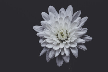 white chrysanthemum isolated on black