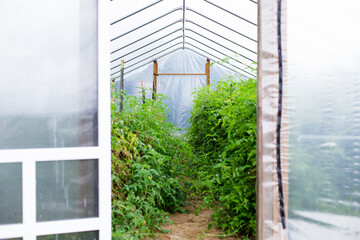 Tomatoes growing in a greenhouse