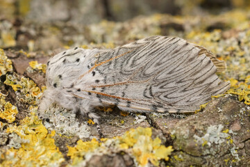 Closeup on the large, white Cerura vinula, the puss moth, sitting on wood