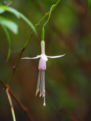 White fuchsia flower (lady's-eardrop) with green leaves.