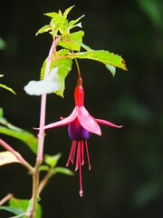 Red and purple fuchsia flower (lady's-eardrop) with green leaves.