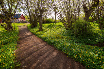 View of blooming white anemone and yellow buttercup flowers, trees, footpath and old cowshed in a lush grove in Åland Islands, Finland, on a sunny day in spring.