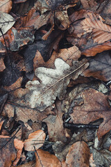 autumn leaves on the ground