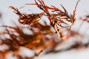 Orange leaves blow in the wind