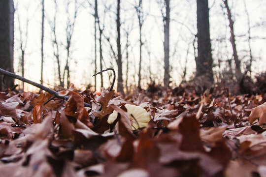 Leaves on forest floor in fall