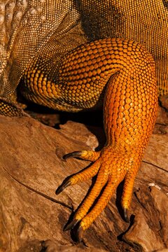 Detail of iguana's foreleg.