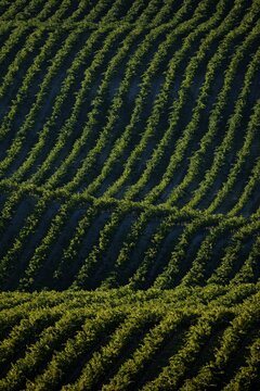 The rolling Horse Heaven Hills AVA of southern Washington produce an abundance of grapes for the wine industry.