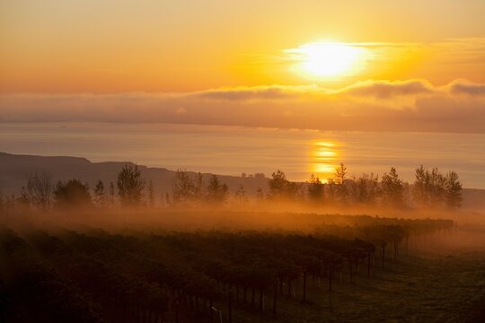 Sunrise over the Columbia River and vineyards.