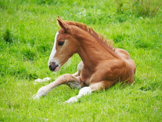 Naklejka na ściany i meble Brown colt laying on the green grass.