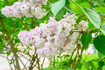Blooming spring flowers. Beautiful flowering flowers of lilac tree. Spring concept. The branches of lilac on a tree in a garden.