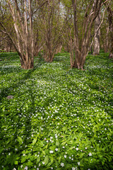 Beautiful view of white anemone flowers blossom in a lush grove at the Ramsholmen nature reserve in Åland Islands, Finland, on a sunny day in spring.