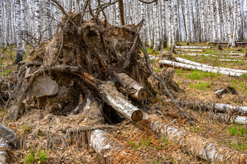 South Ural stump with a unique landscape, vegetation and diversity of nature.