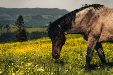 Romanian Horse © Artur
