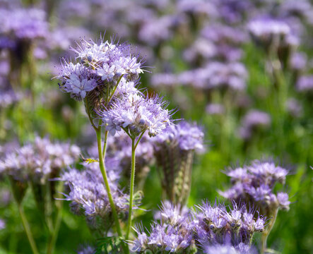 facelia kwitnąca na polu