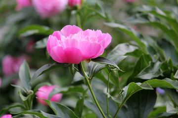 Pink double flower of Paeonia lactiflora close-up. Flowering peony in garden