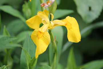 Yellow flower of Iris pseudacorus close-up in green summer garden