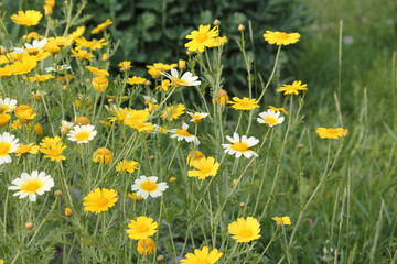 Yellow flowers of Crown daisy (Glebionis coronaria, syn. Chrysanthemum coronarium) in summer garden