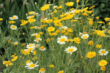 Yellow flowers of Crown daisy (Glebionis coronaria, syn. Chrysanthemum coronarium) in summer garden - obrazy, fototapety, plakaty
