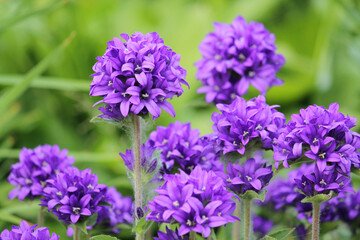 Flowers of Clustered bellflower (Campanula glomerata) plants close-up on flowerbed in summer garden