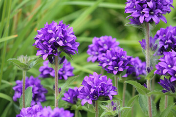 Flowers of Clustered bellflower (Campanula glomerata) plants close-up on flowerbed in summer garden