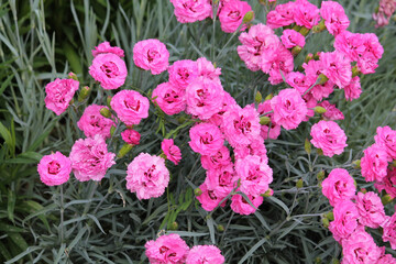 Double flowers of cottage pink plant (Dianthus plumarius) plants in summer garden - 512194320