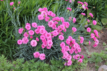 Double flowers of cottage pink plant (Dianthus plumarius) plants in summer garden - 512194321