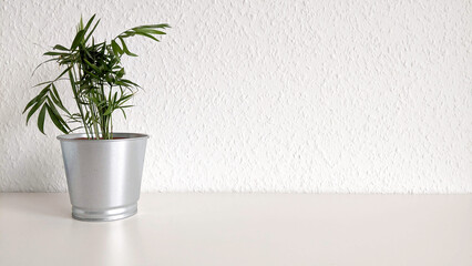 green Palm tree Hovea Forster in a metal bucket on a white horizontal background