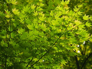 Green five finger leaves on tiny branch.