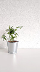 green Palm Howea Forster in a metal bucket on a white vertical background