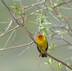 Colorful Western Tanager perched on a tree branch.