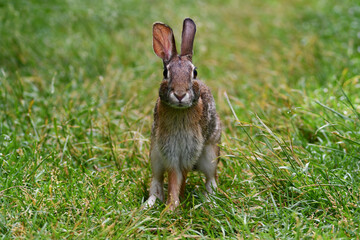 Eastern Cottontail Bunny Rabbit on grass in park looking around