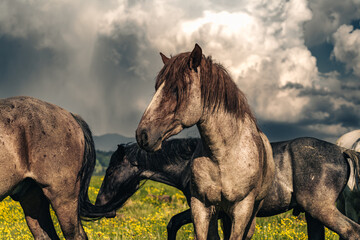 Romanian Horses © Artur