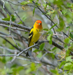 Colorful Western Tanager perched on a tree branch.