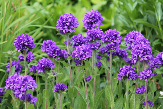 Large group of flowering clustered bellflower or Campanula glomerata plants on flowerbed in summer garden