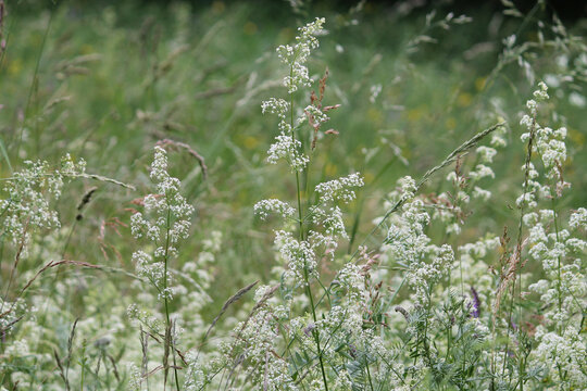 Flowering northern bedstraw (Galium boreale) plant with white flowers in meadow